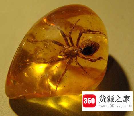 为什么煤层中有琥珀？