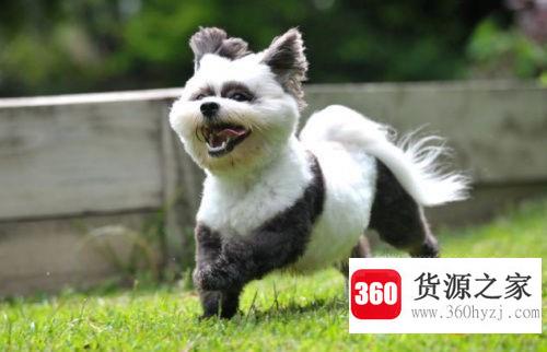 养狗有什么好处？
