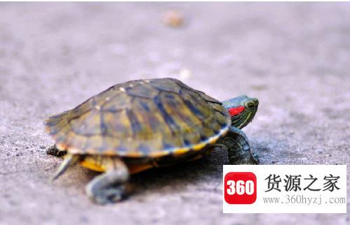 乌龟冬眠要放水吗？