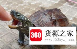 乌龟是什么时候冬眠的详细介绍