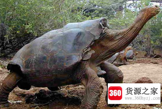 世界上最大的乌龟