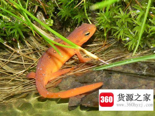 为什么蝾螈能粘住蛇？
