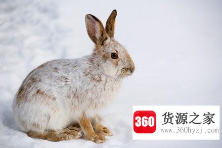 为什么雪兔会变色？