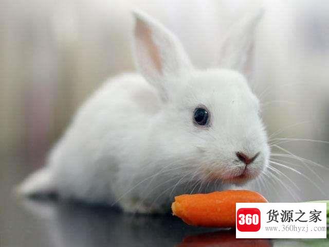 为什么说养兔子不吉利