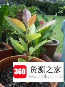 芒果种子怎么种？