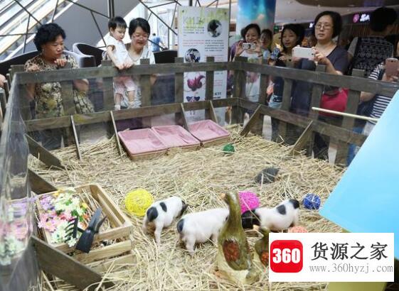 宠物猪一般多少钱一只？