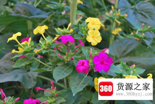 茉莉花是什么颜色？
