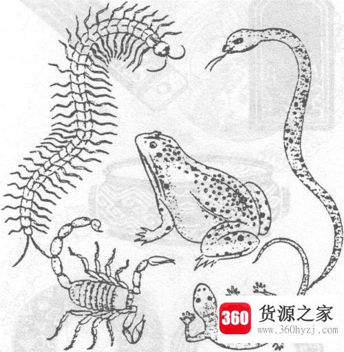 五毒是哪五毒？