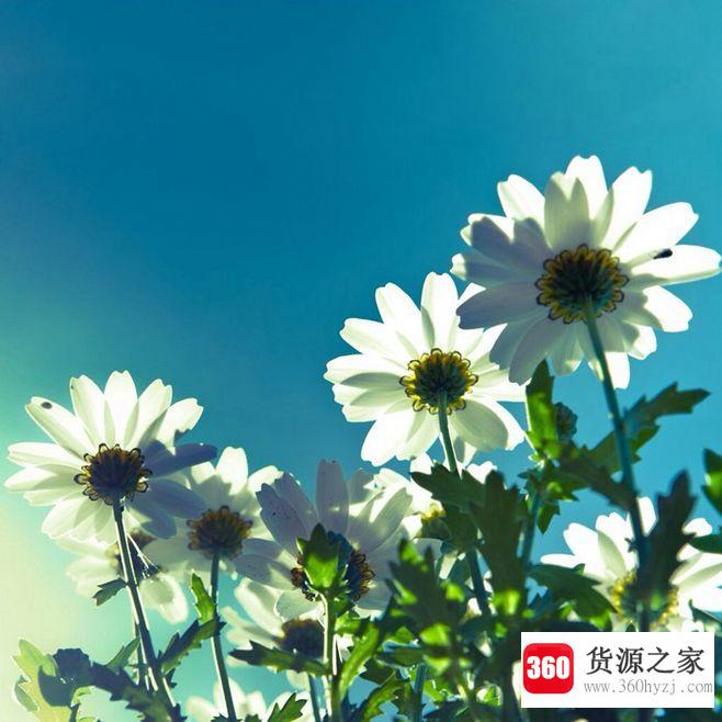 最能打动人心的早安问候有哪些？