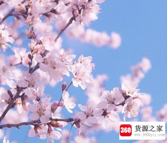 桃花像什么比喻句有哪些？