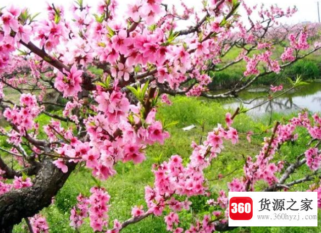 桃花什么时候开