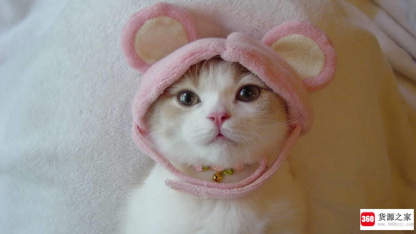 猫咪恨主人的十种表现是什么？