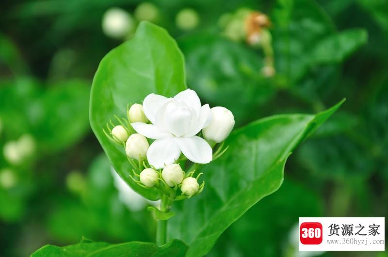 茉莉花的养殖方法和注意事项是什么？
