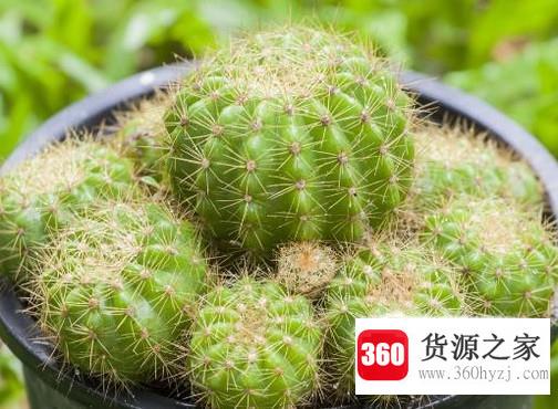 哪些盆栽植物适合养在家中？