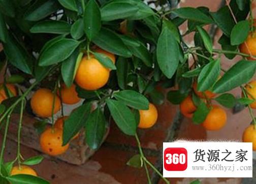 怎么养好金桔树？