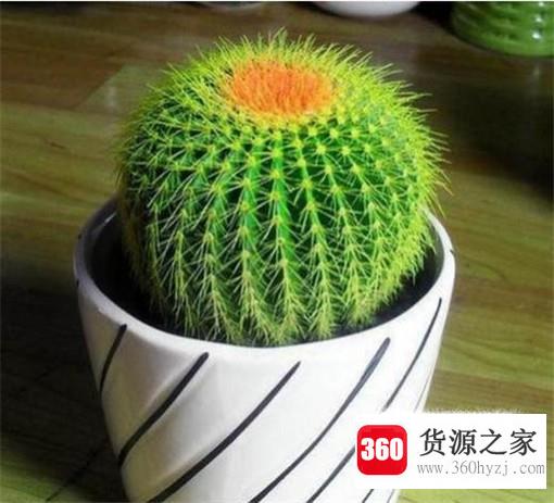 房子里适合养哪些花？