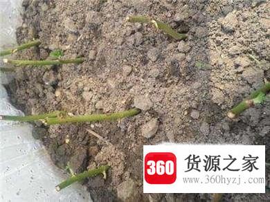 蔷薇花怎么扦插