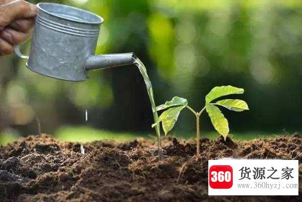 姑娘果种植方法