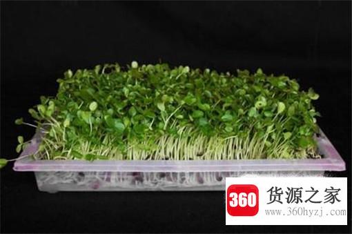 怎样培育香椿芽苗菜