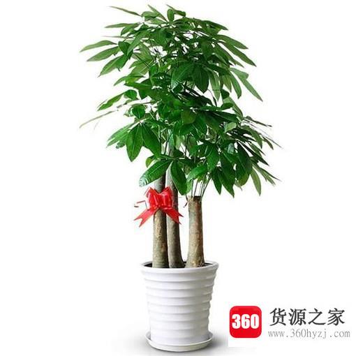 发财树的养殖办法和注意事项