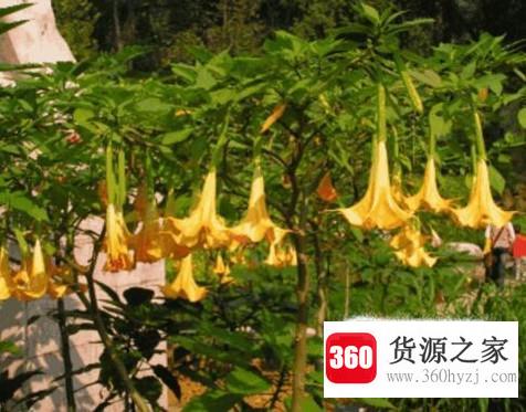 曼陀罗花怎样养