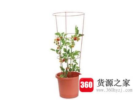 怎样种圣女果