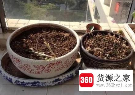 迎春花的养护与种植方法