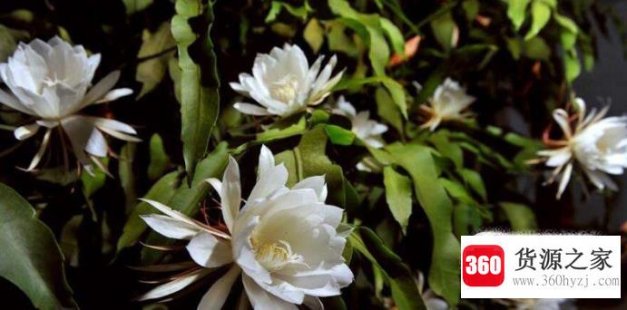 想在家中种植昙花过程中应该注意什么?