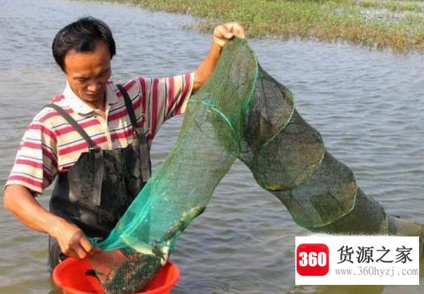捕鱼地笼怎么正确安放
