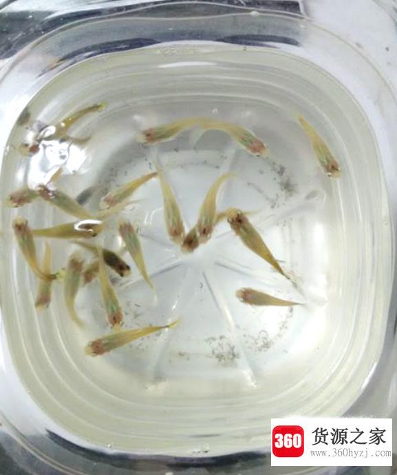 塑料瓶鱼缸做法