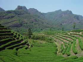 武夷十大岩茶排名