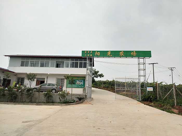 四川原产地金堂三溪红心猕猴桃天然无添加水