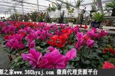 青岛张村花卉大世界