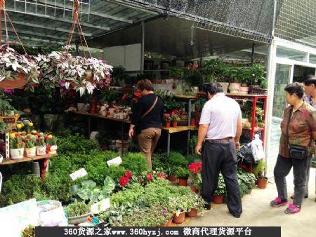 上海烨锦花鸟市场