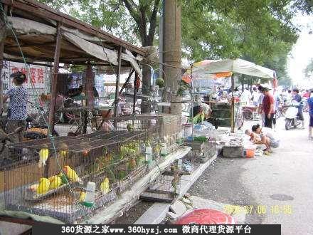 重庆石桥铺花鸟市场