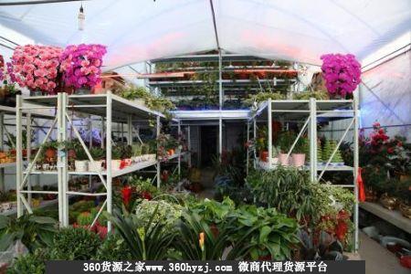 常州缤纷花木市场(原同济桥花鸟市场)