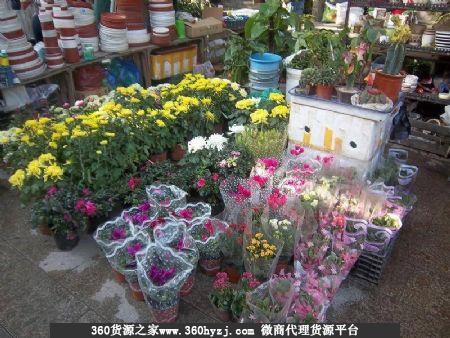 南通长安花鸟市场