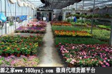 洛阳洛南新村花卉市场