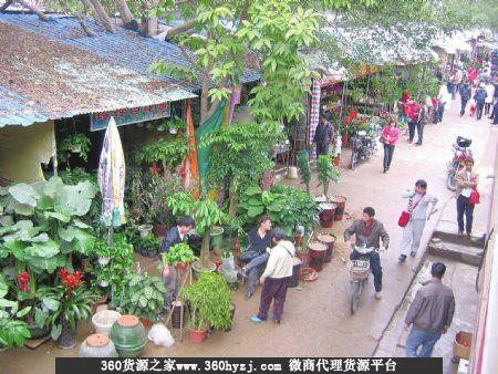 宁波慈溪舜都花鸟市场