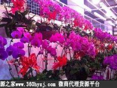 辽宁沈阳育才花卉批发市场