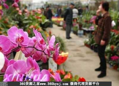 沈阳南湖花卉批发市场