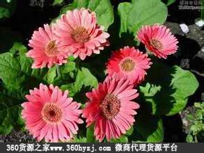 上海丰绿花卉市场
