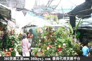 富贵竹