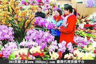 山东济南赤霞花卉市场