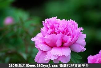 西藏拉萨百花园花卉市场