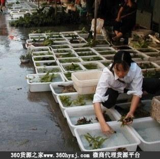 大连花卉