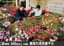 广州岭南花卉批发市场