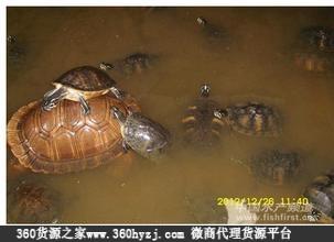 南海区盐步环球水产交易