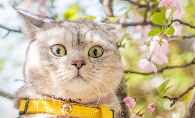 农村的致富项目